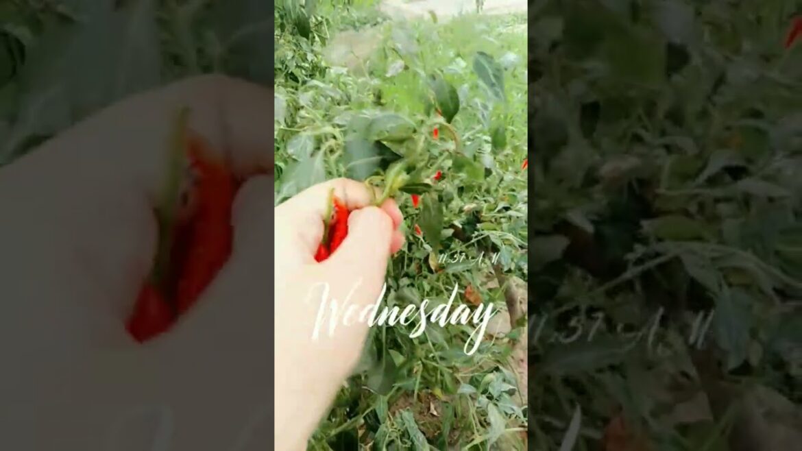 home gardening | home garden vegetables #garden #veggies #homegarden home gardening | home garden vegetables #garden #veggies #homegarden