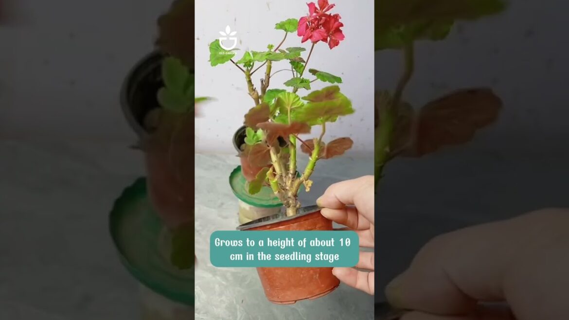 Teach you so easy tips #garden #gardening #plants #plantcare #gardencare #gardentips