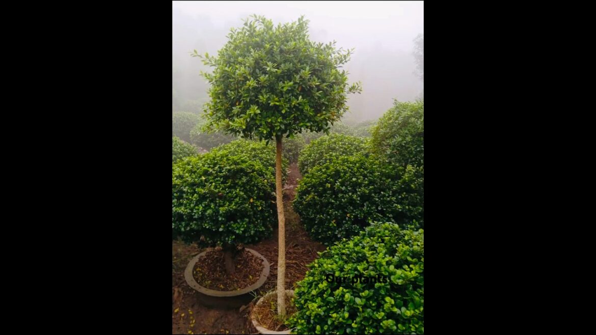 Gardening hacks/Plants shaping into Modern bonsai trends#plants #bonsai