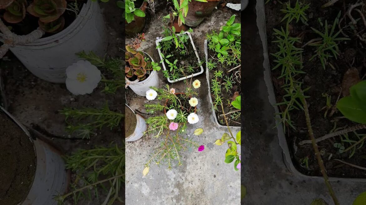 Small planter# cute planter# pyara pot #plant lover# gardening#