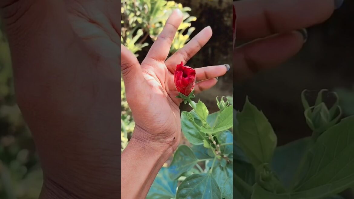 Beautiful red hibiscus | #hibiscus #gardening #flowers #shorts #youtubeshorts
