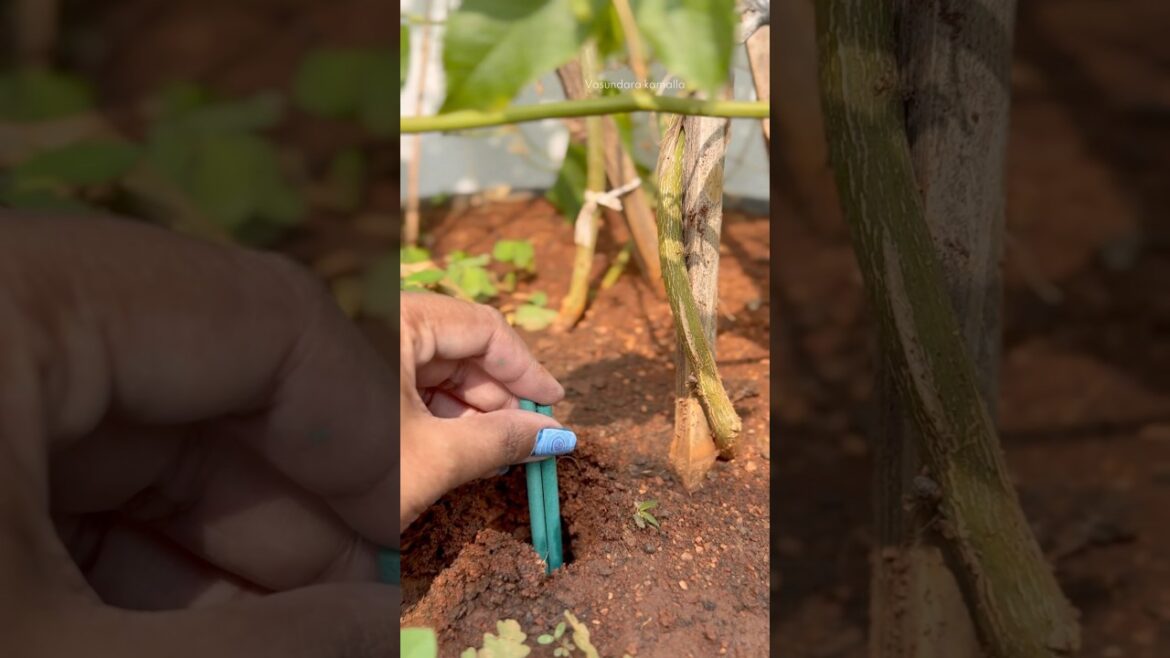 Plant food sticks to boost Flowers, Fruits, Vegetables growth in your garden ๐บ ๐ Plant food sticks to boost Flowers, Fruits, Vegetables growth in your garden ๐บ ๐