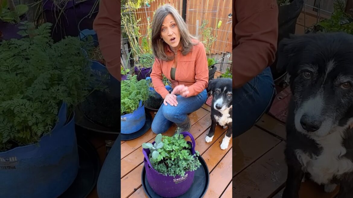 What to plant in December