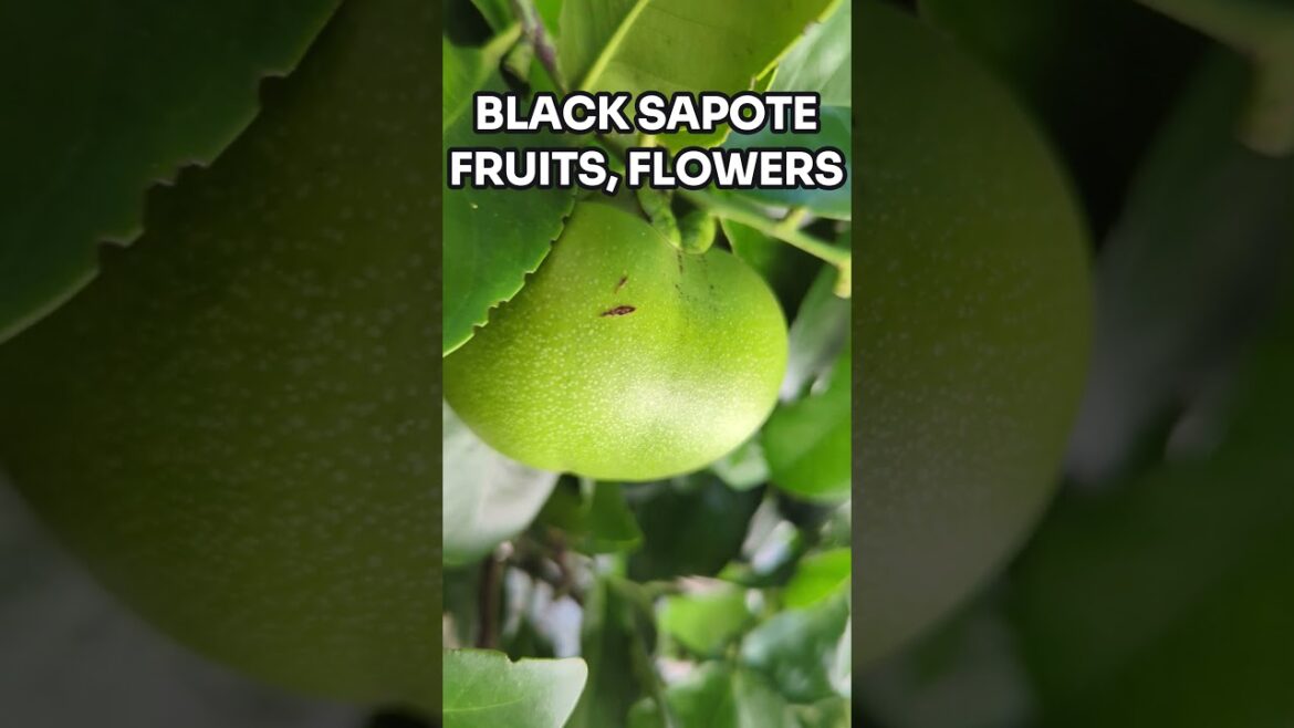 Tropical Black SAPOTE Fruit Tree with FRUITS and Flowers #fruittrees #sapote #blacksapote Tropical Black SAPOTE Fruit Tree with FRUITS and Flowers #fruittrees #sapote #blacksapote