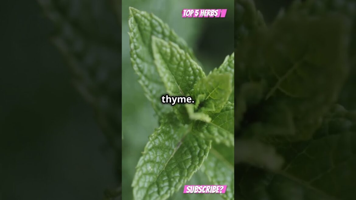 Top 5 fast growing herbs for container garden #garden #ecolifestyle #fypage