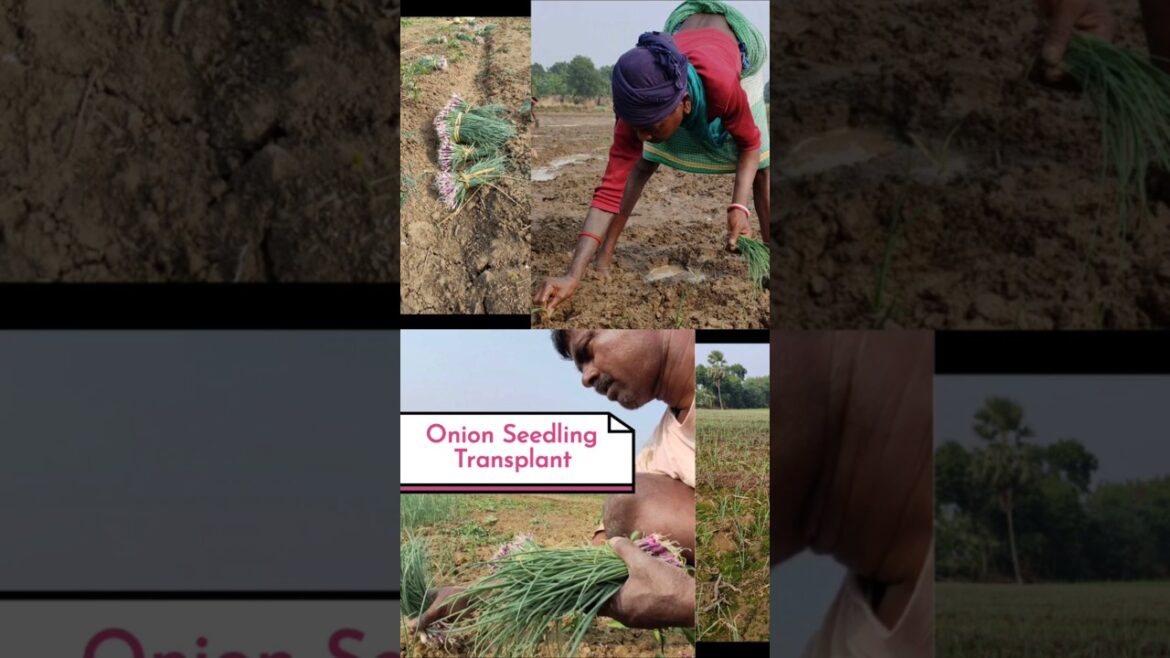 Step-by-Step Onion Transplant Process🧅 #shorts