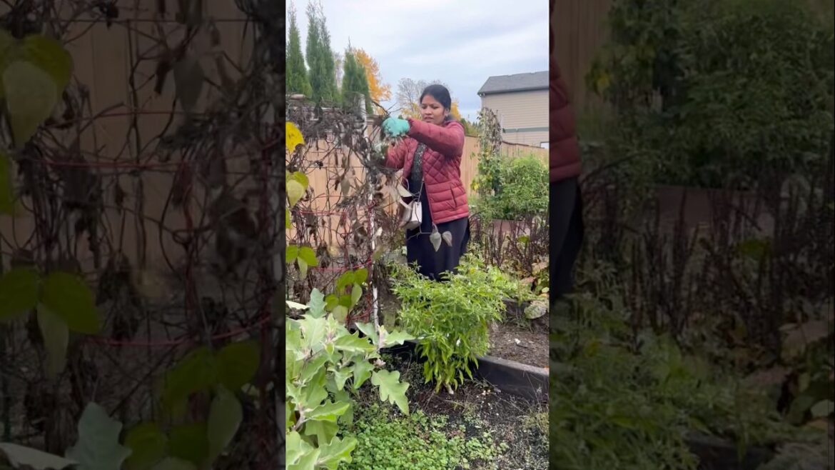 garden cleanup #youtubeshorts #ytshorts #divya’smuchatlu #garden