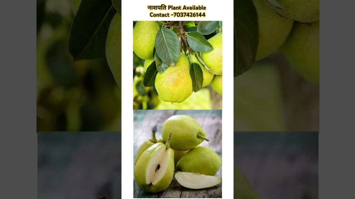 नाशपति Plants Available 🥑 / Supply all india 🇮🇳 #plants #garden #homegardening #shorts #nursery नाशपति Plants Available 🥑 / Supply all india 🇮🇳 #plants #garden #homegardening #shorts #nursery