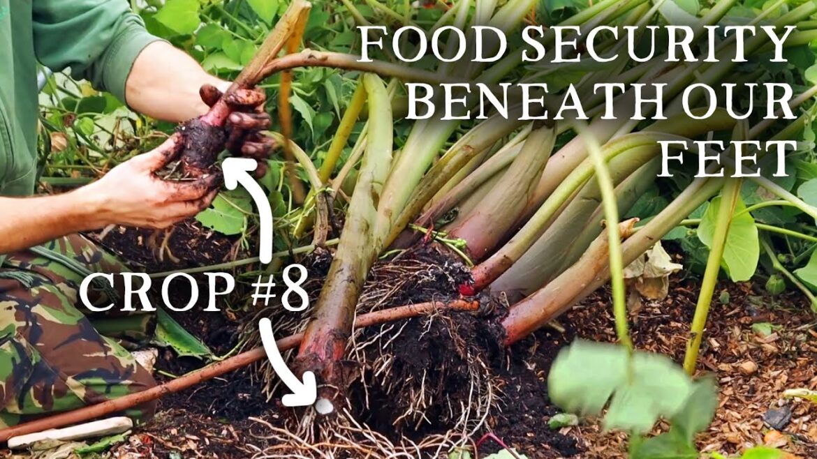 8 Incredible Edible Tubers for Self-Sufficiency/Survival Foods