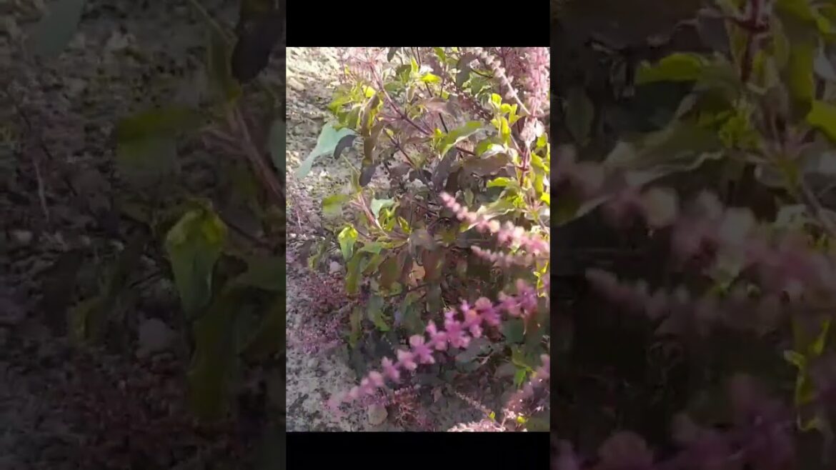 #basil #tulsi #grow #growfood #herbs #gardening