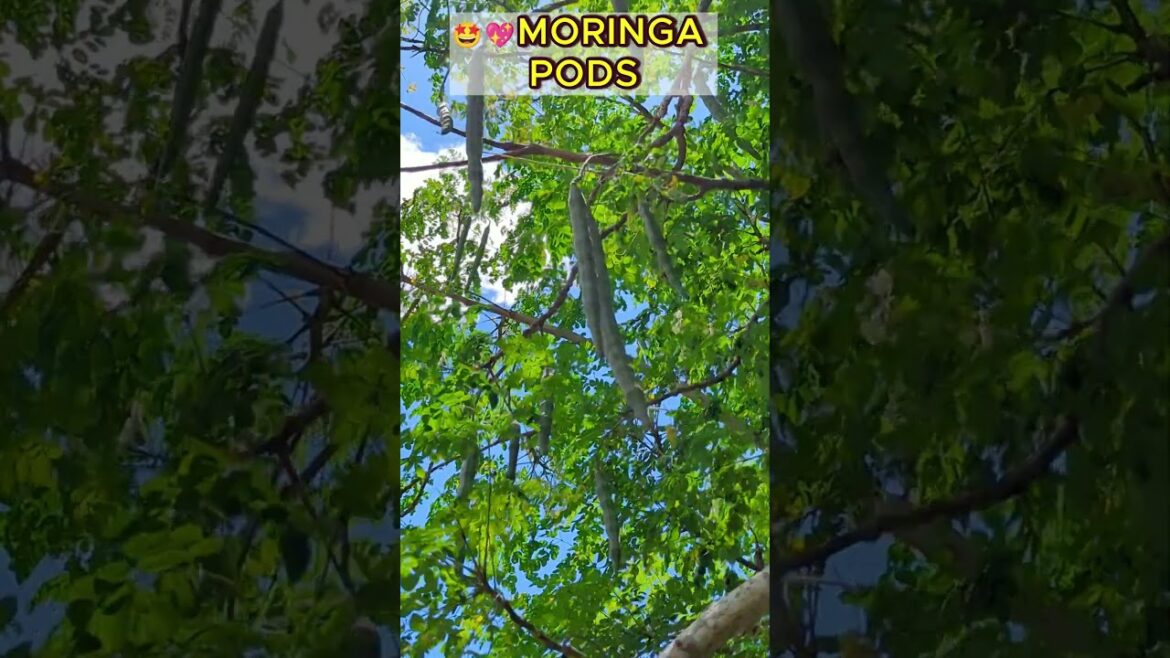 🌳Tropical Moringa Tree with SEED pods #moringatree #moringa #moringaflowers #moringaseeds 🌳Tropical Moringa Tree with SEED pods #moringatree #moringa #moringaflowers #moringaseeds