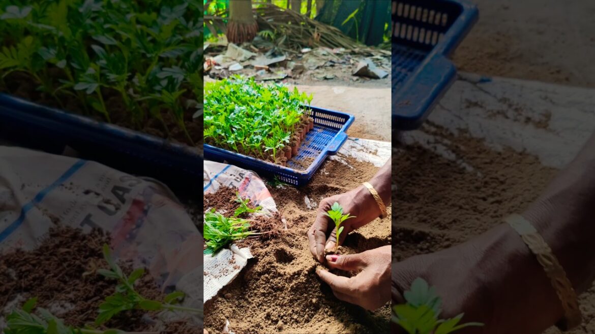 How to Pot Inca Marigold or গেঁদা Seedlings🌼 #shorts How to Pot Inca Marigold or গেঁদা Seedlings🌼 #shorts