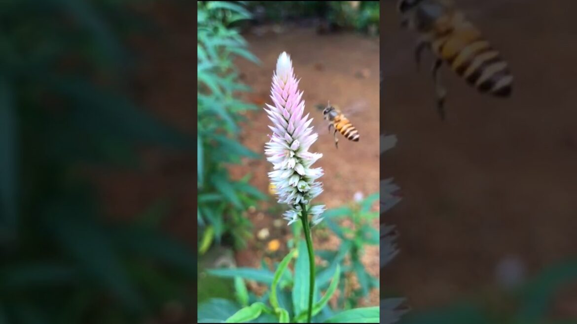 Celosia argentea (Silver cock’s comb) with bee #flowers #plants #bee #beautiful #shorts #gardening Celosia argentea (Silver cock's comb) with bee #flowers #plants #bee #beautiful #shorts #gardening