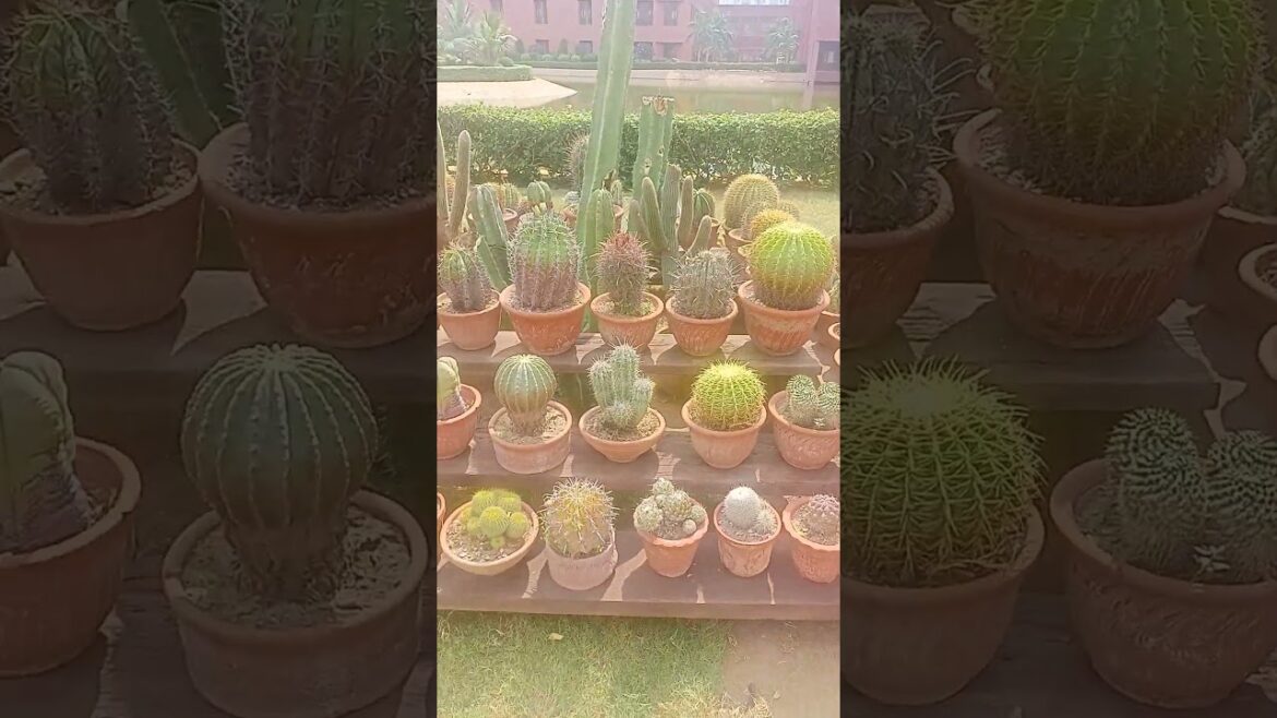 Decorate with plants P-6 | Gardening ideas #shorts #plants #garden