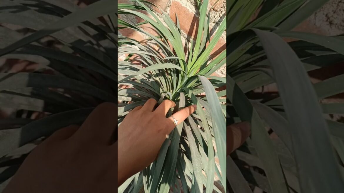 Yucca plant #trending #garden #gardening #shorts #viralshorts #flowers #nature #naturelovers #yt