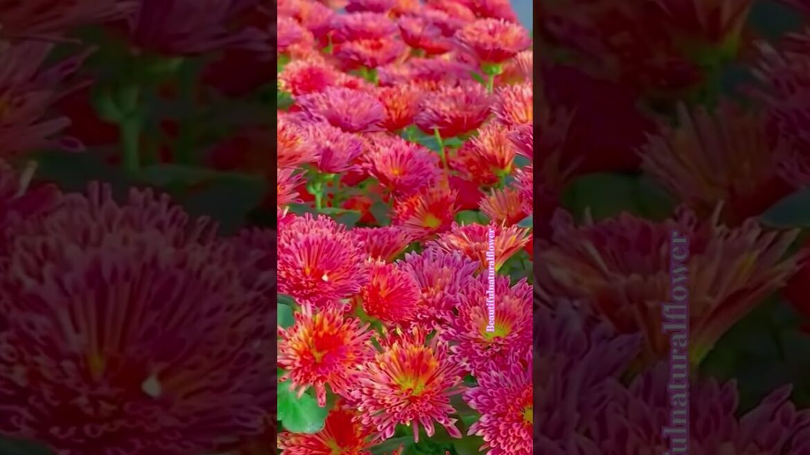 Beautiful red flowers#red#beautifulflowers #flowers #naturalrose #garden #love #naturalrose #trading