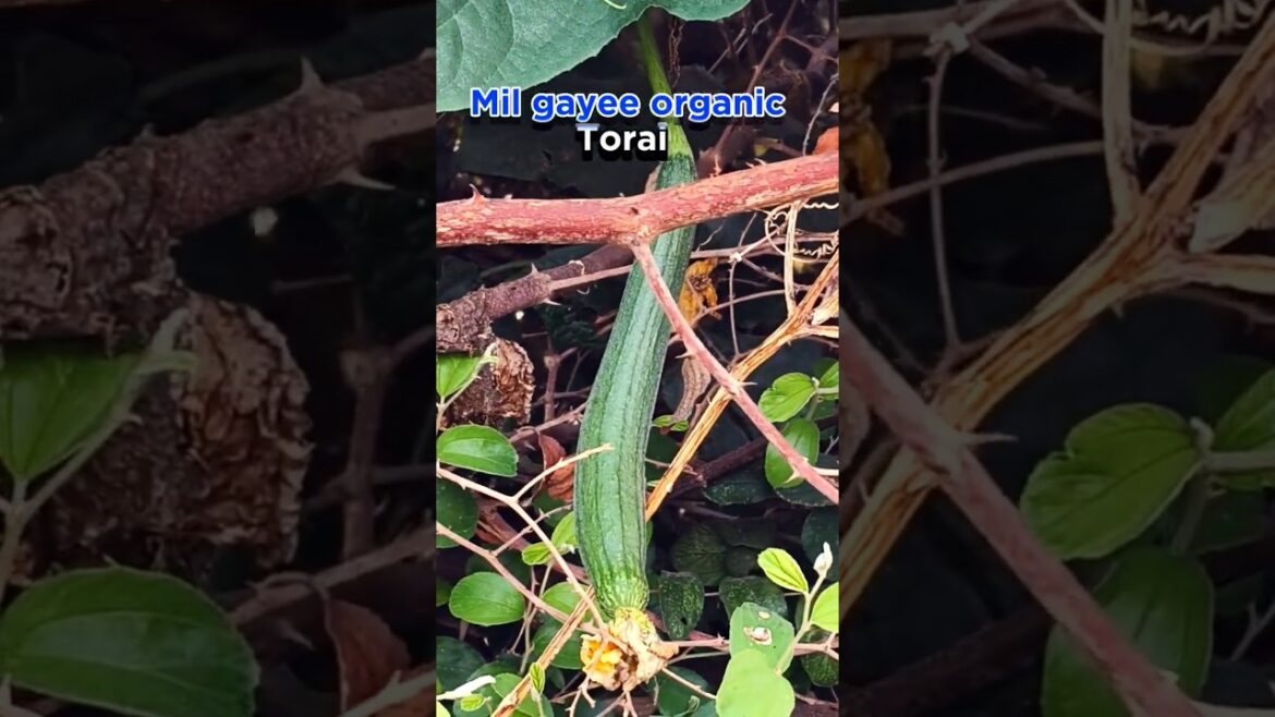 Organic Torai Vegetable #organic #farming #homegardening #gardeningtips