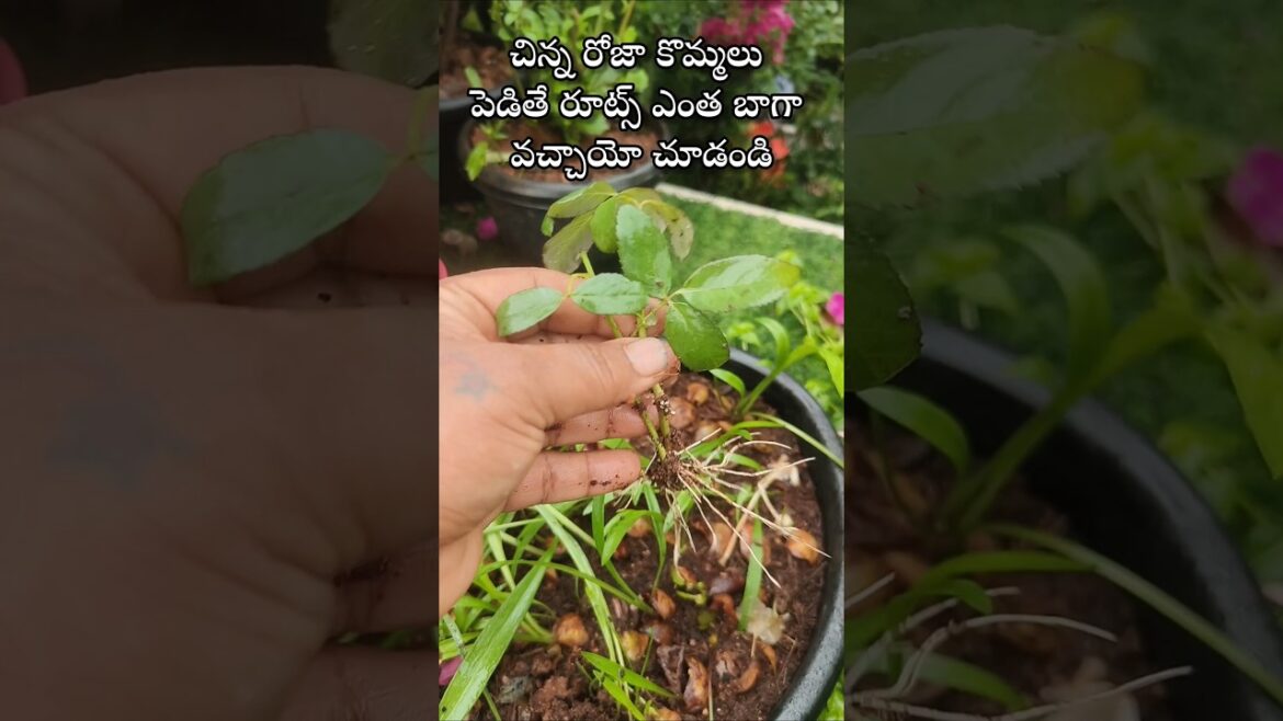 Easy to grow Rose plant from cuttings #youtubeshorts #shorts #rose
