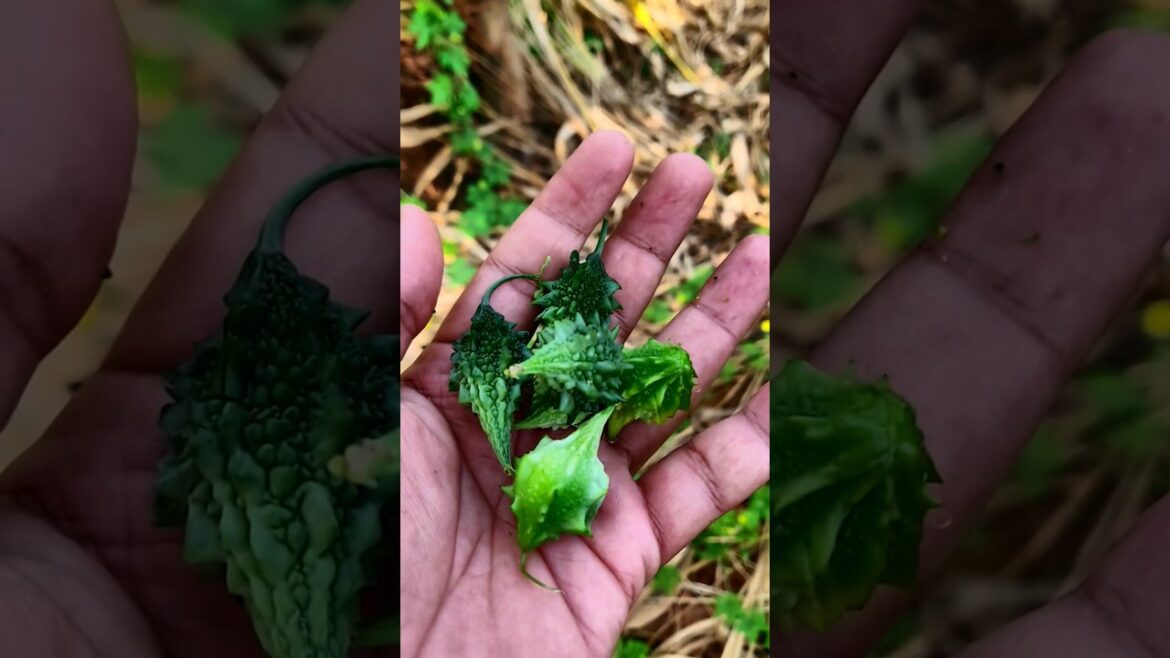 Picking Small Bittergourd at Backyard #shorts #organic #villagelife Picking Small Bittergourd at Backyard #shorts #organic #villagelife