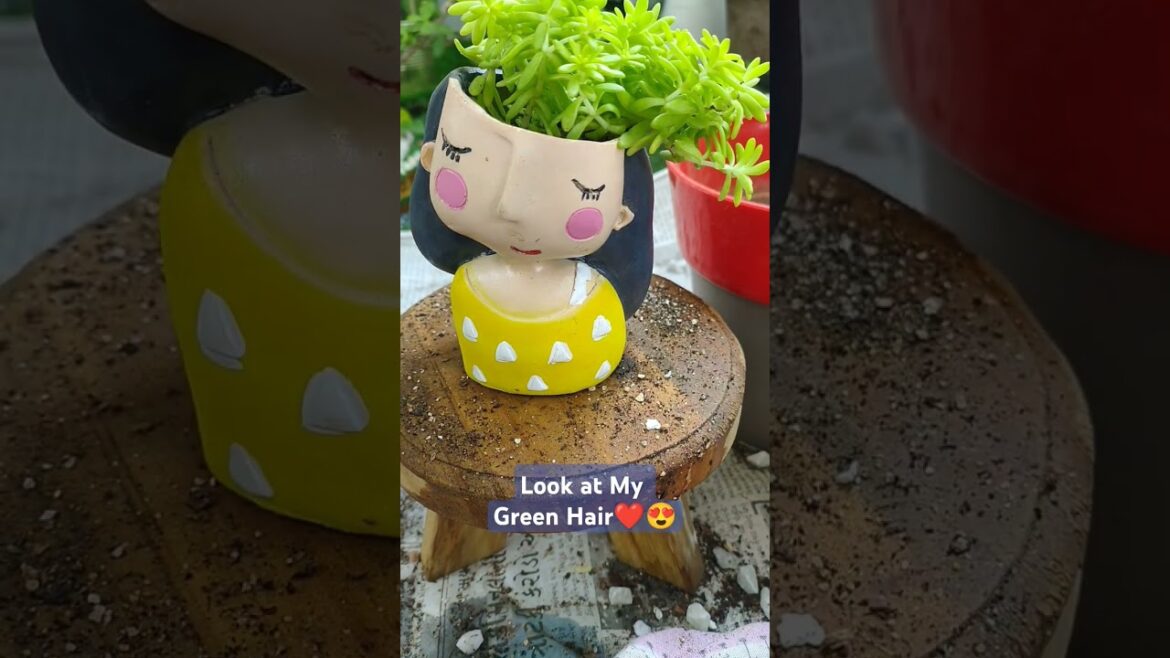 Garden Decor | New Sedum  Hairstyle 😍😀#sedum #shorts #plants #gardening