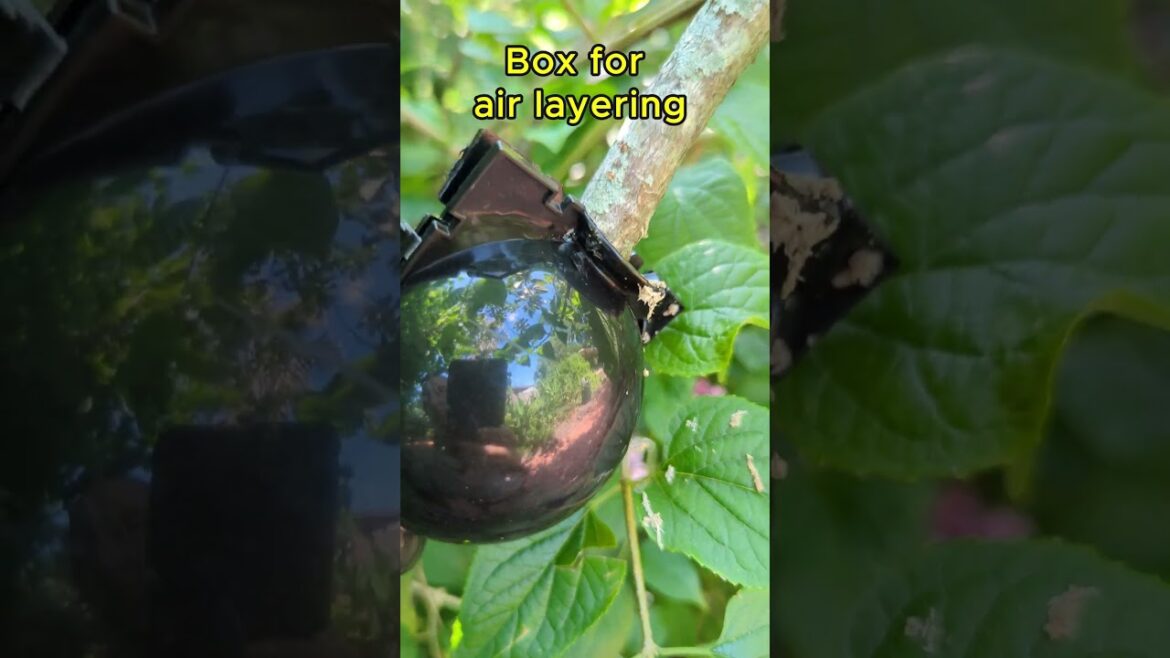 Air Layering Pods: Reusable Plant Rooting Device #airlayering #airlayeringpods
