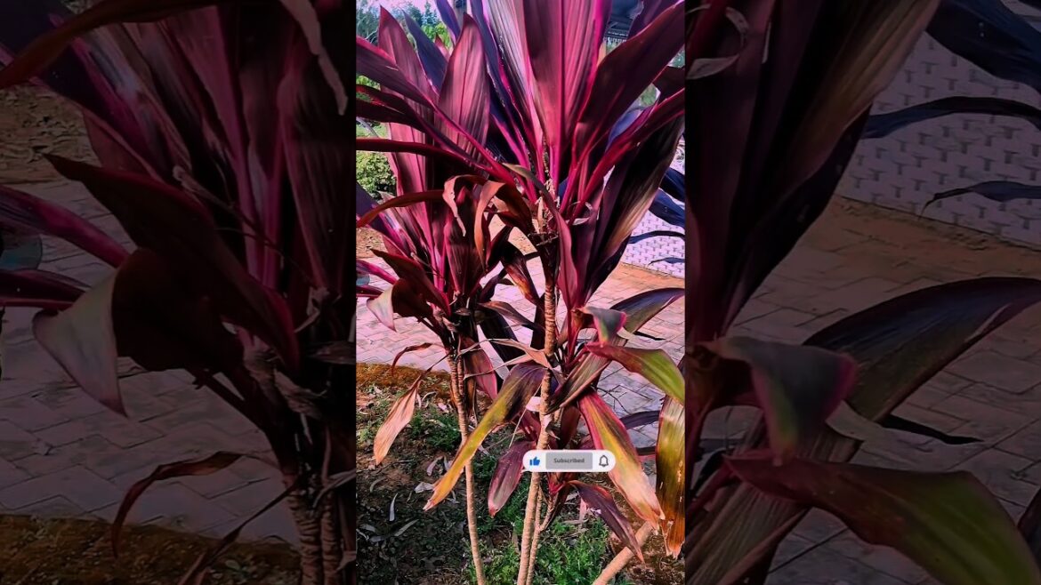 Tips for grow dracaena | How to grow dracaena plant #gardening #youtubeshorts #shorts #garden