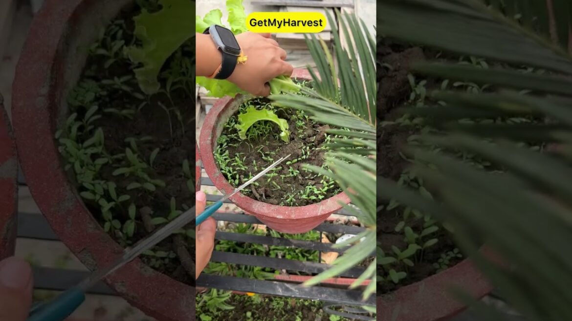 Harvesting Lettuce aur itni tasty lettuce recipe | सलाद पत्ते हार्वेसटिंग छत से #shorts Harvesting Lettuce aur itni tasty lettuce recipe | सलाद पत्ते हार्वेसटिंग छत से #shorts