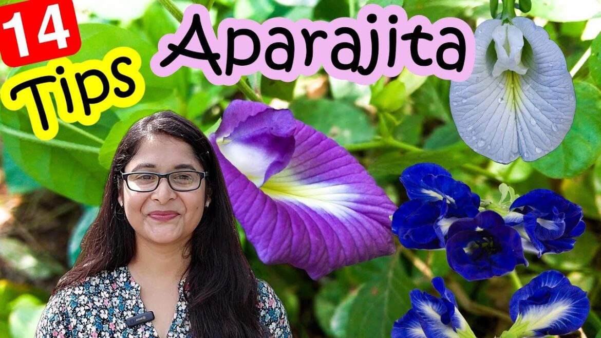 🔴TIPS TO CARE APARAJITA PLANT/ HOW TO GET FLOWERS IN APARAJITA अपराजिता कैसे उगाए #gardening #plants
