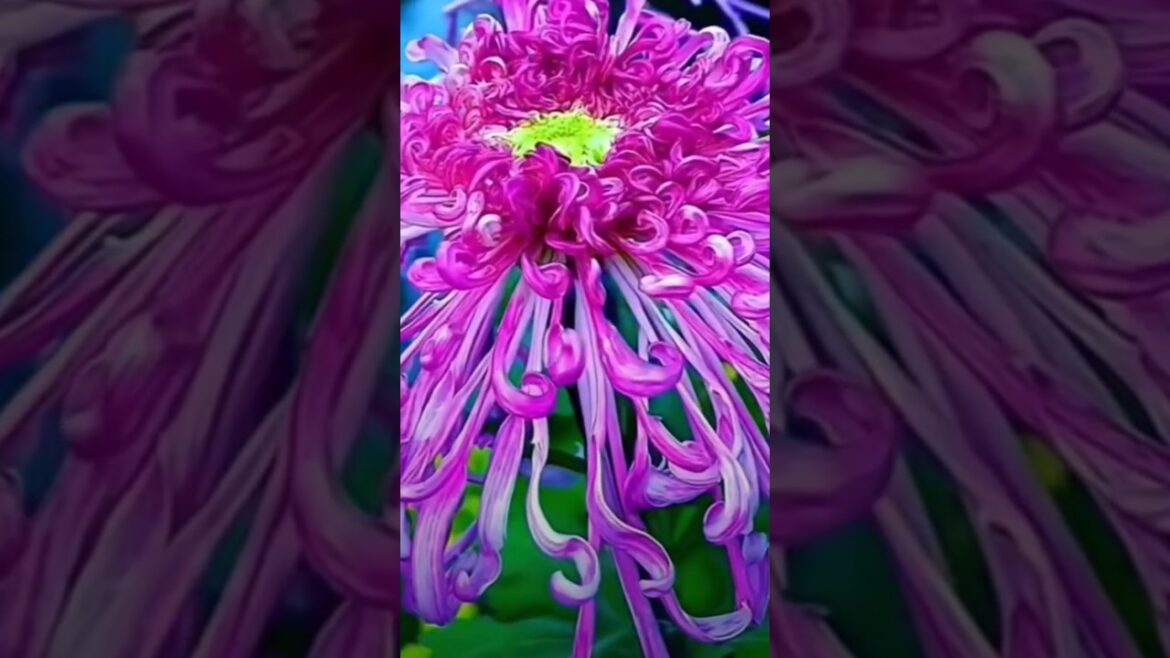 Beautiful colour flowers#flowers #roseflowergarden #love #flower#trading#beautifulrosesnnature #1m