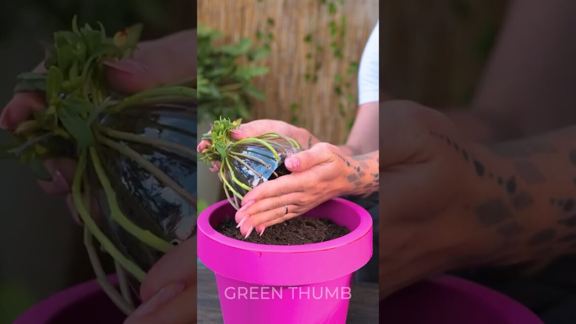 Super Effective Planting Tips for Lush Garden! Super Effective Planting Tips for Lush Garden!