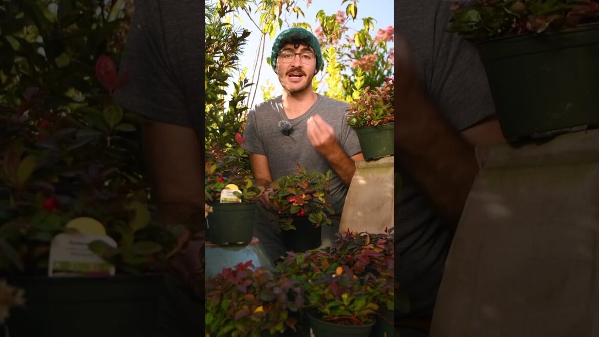 Low Growing, Native, Colorful, Shade Tolerant and EDIBLE?! - Your Garden Needs Wintergreen!