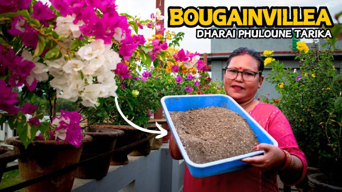 Maximum Bougainvillea Flowering in 30 Days with Expert Gardener’s Top Tips! Pabitra Garden Maximum Bougainvillea Flowering in 30 Days with Expert Gardener's Top Tips! Pabitra Garden
