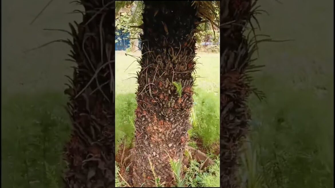 Adopt the Pace of Nature.slow living, sustainable habits, sleep music, environment, wildlife, nature