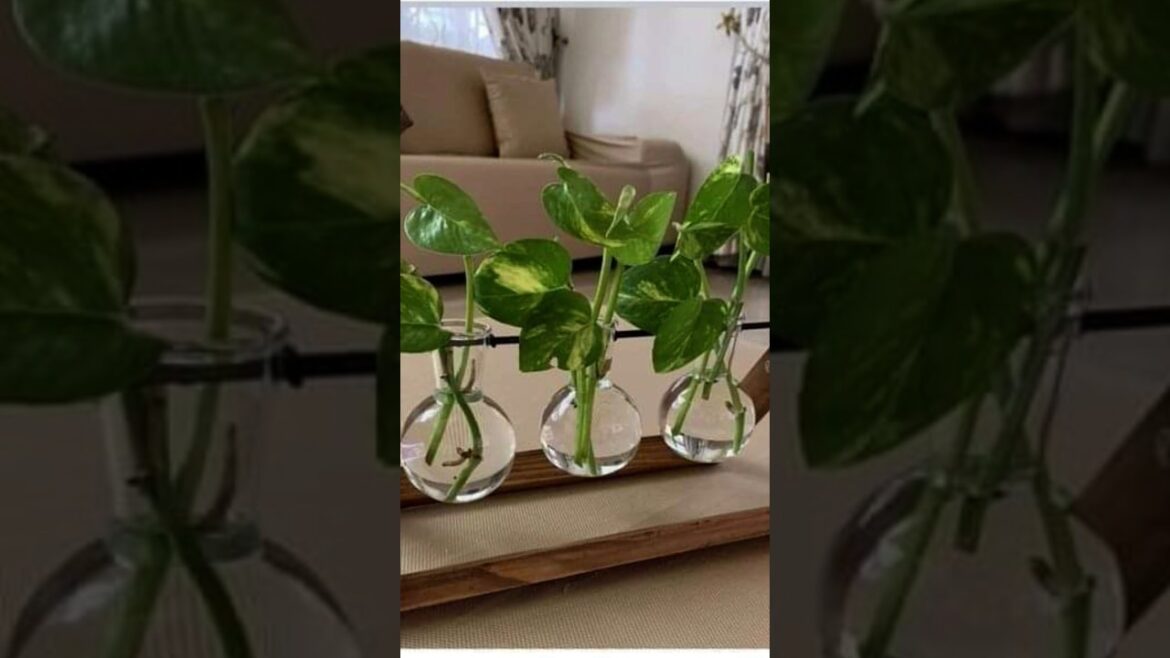 Beautiful water plants 😍 terrace gardening #ytviral #garden #gardendesign