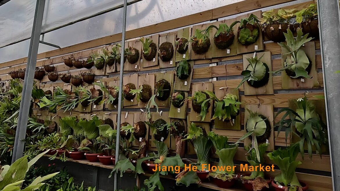 [#3 Market walk] Taichung Flower Market in Taiwan. Many Gardening supplies  台中花市Virtual Tour