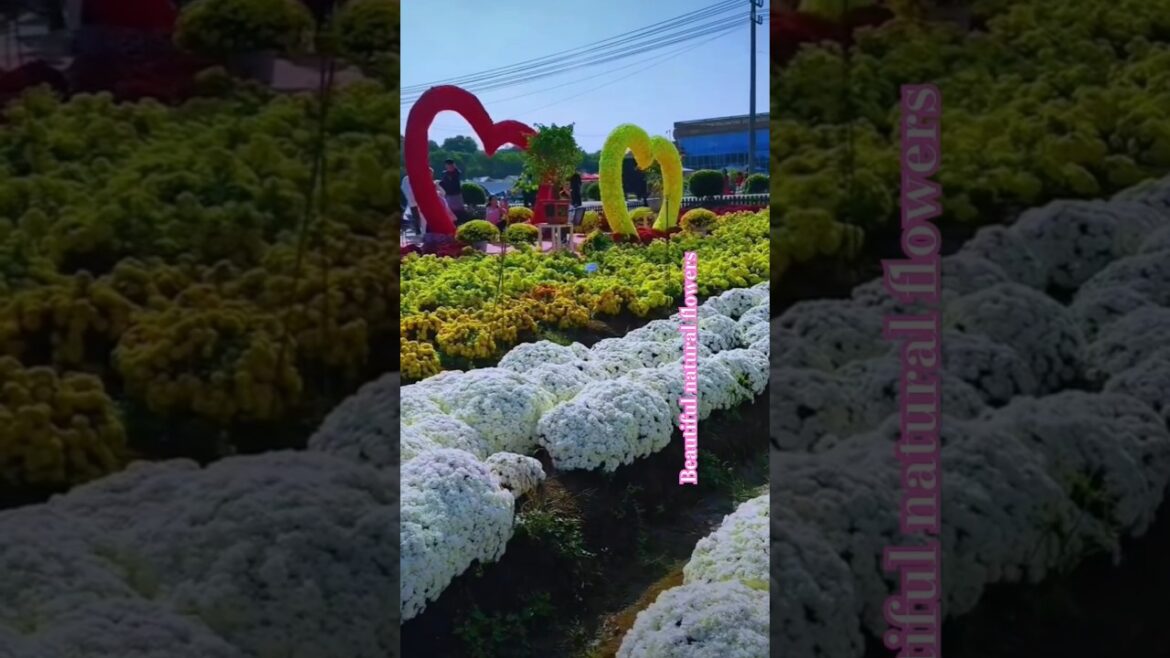 Beautiful natural flowers#naturalflowers #naturalbeauty #natural #flowers #roseflowergarden #nature