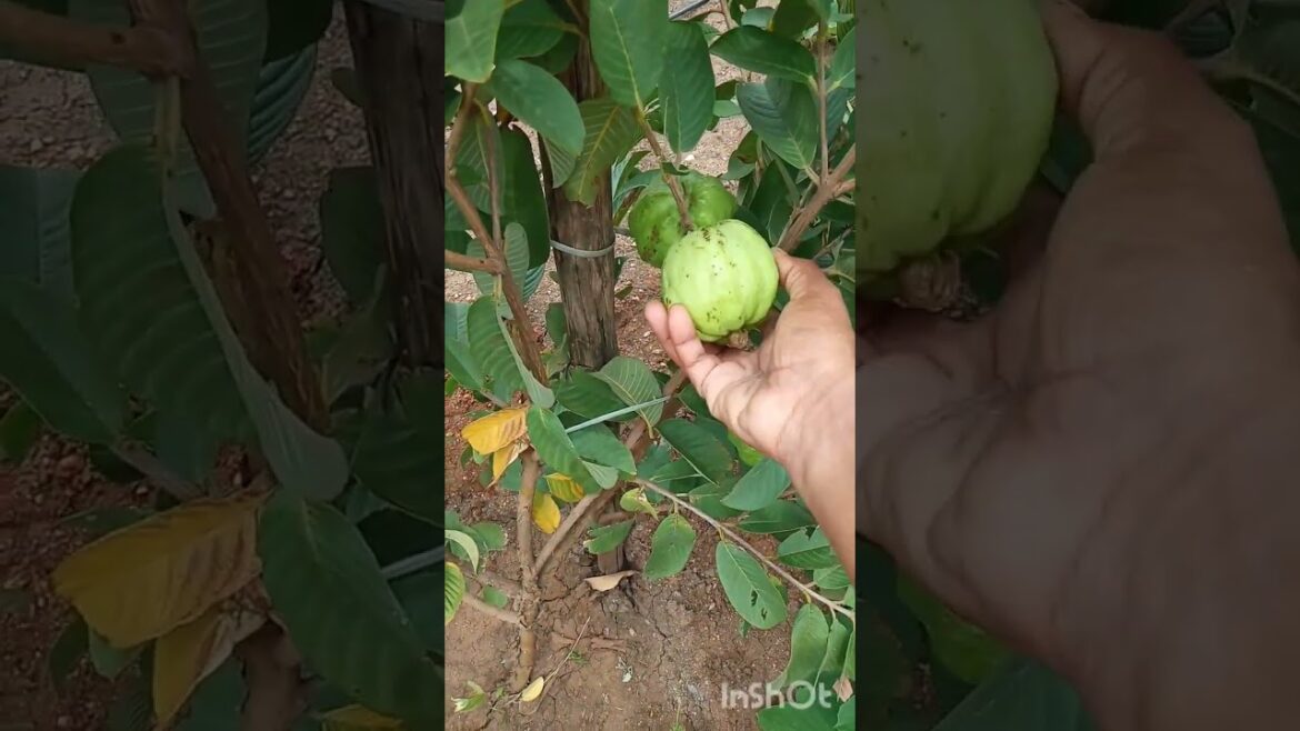 🌿🍅இன்றைய அறுவடை. #my garden video #vegetable #harvesting #shorts video #short speed