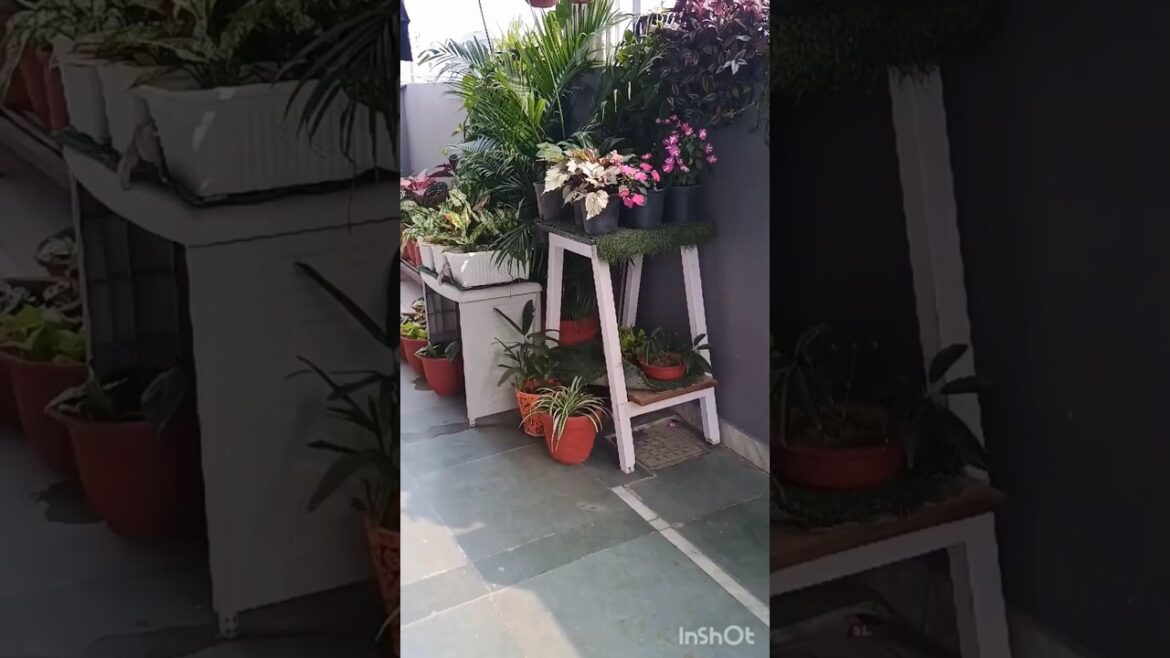 Incredible Begonias: The Most Amazing Plants Incredible Begonias: The Most Amazing Plants