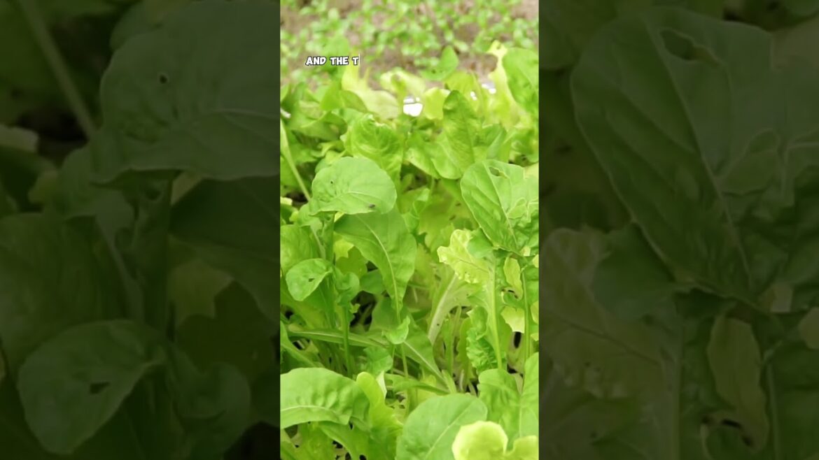 Growing Nutritious Lettuce in the Shade: Easy Tips! 🥗🌤️