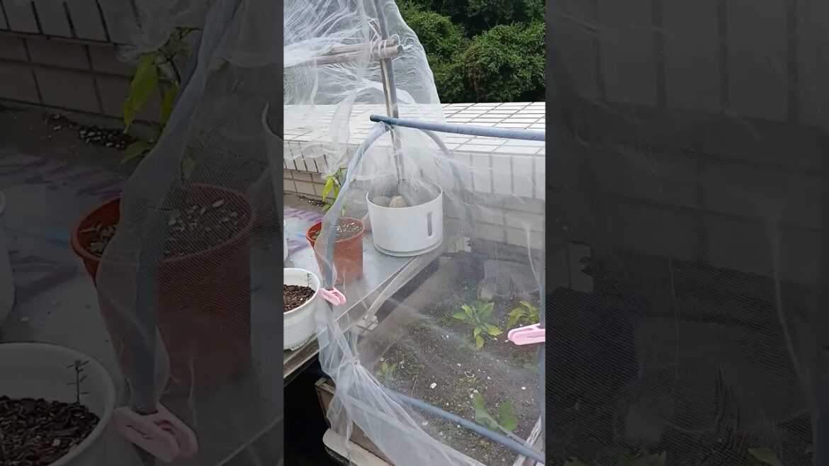 Transform Your Rooftop Into a Garden Paradise