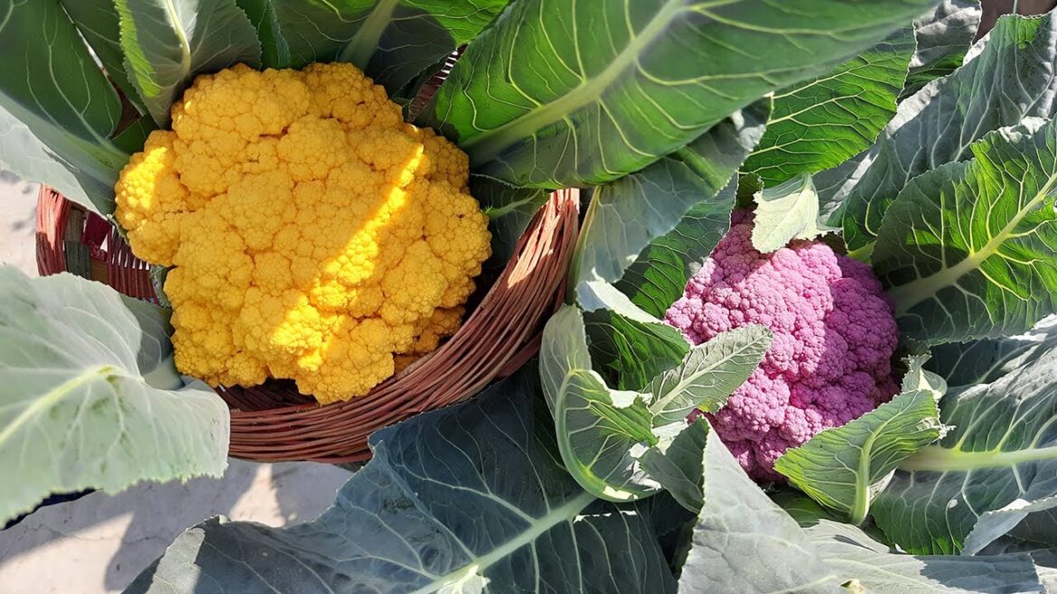My Happy Vegetable Gardening - Look at the Color and Size