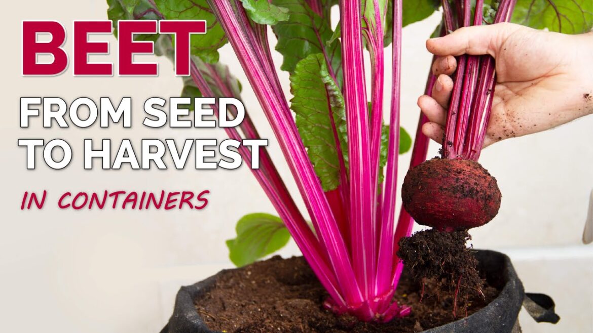 How to Grow Beets in Containers | From Seed to Harvest How to Grow Beets in Containers | From Seed to Harvest
