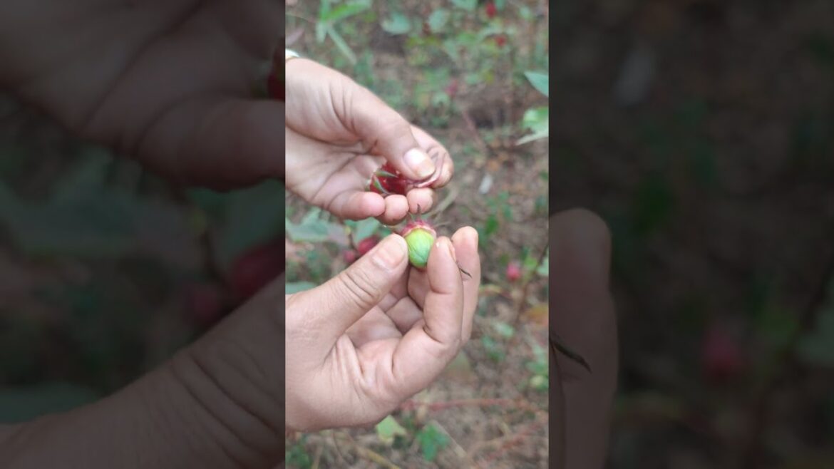 Roselle Plant care and tips #garden #indoorplanting #gardeningadvice #garden  #plant #houseplant