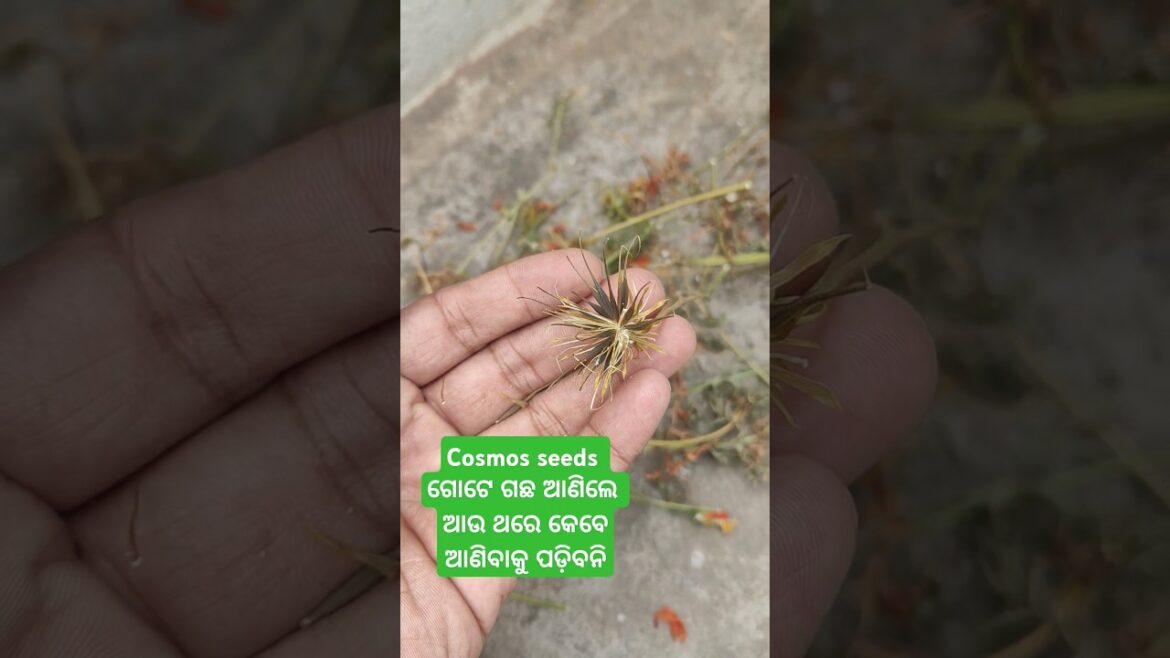 Cosmos flower seeds | terrace garden tips #gardening #shorts