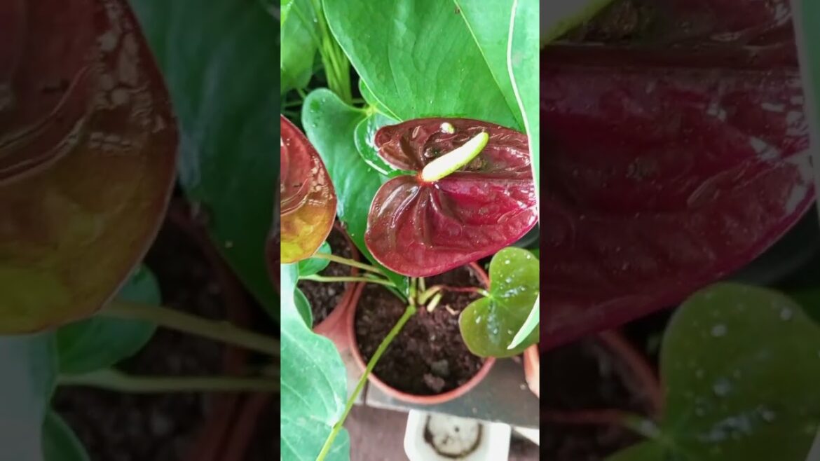 Anthurium plans🌱#garden plant's#flowers garden#viral video