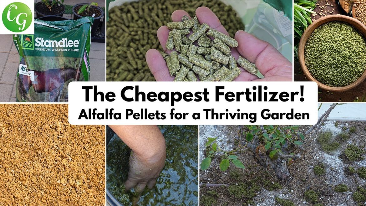 Cheapest Natural Fertilizer for a Thriving Garden | Alfalfa Pellets Explained