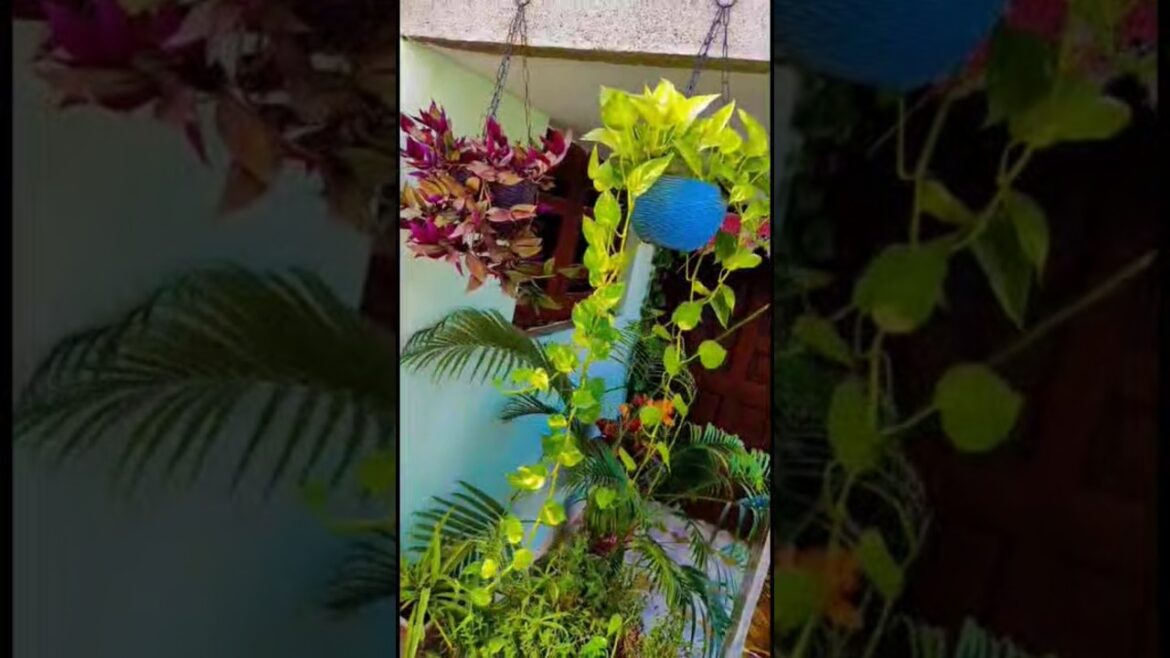 Most Beautiful Hanging   Plants🌹 Hanging plants arrangement🌿#DIY  #plants