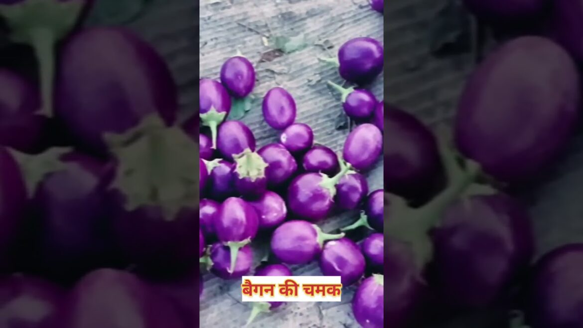 The Ultimate Guide to Baigan Farming Techniques/#brinjal #farming #baigan #shortvideo The Ultimate Guide to Baigan Farming Techniques/#brinjal #farming #baigan #shortvideo