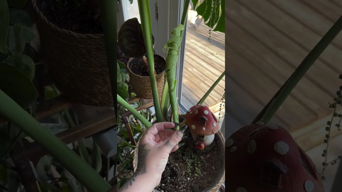 Gardening tips subscriber @NaturalistParadise #gardening #nature #homedecor #gardendecor #gogreen