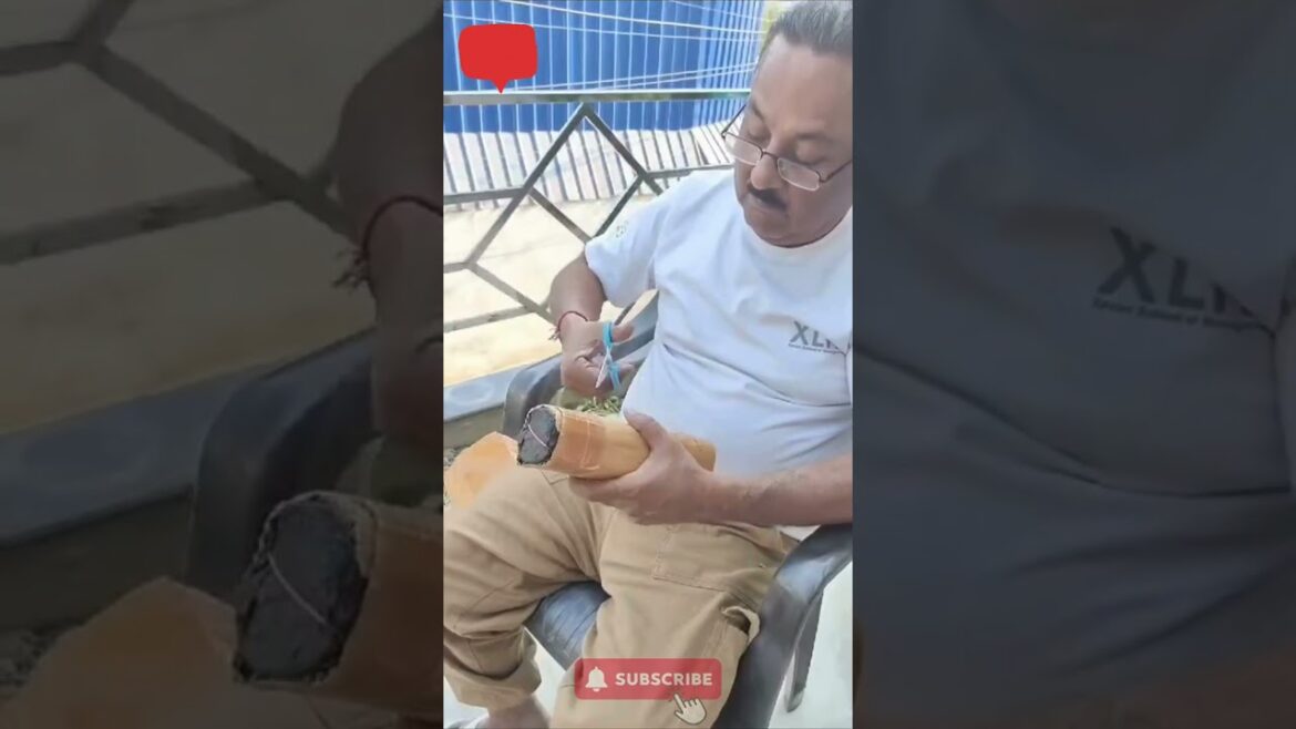 Paudhewale™ Unboxing of Snake plant | Indoor Plant #paudhewale #indoorplants #buy #gardening #garden Paudhewale™ Unboxing of Snake plant | Indoor Plant #paudhewale #indoorplants #buy #gardening #garden